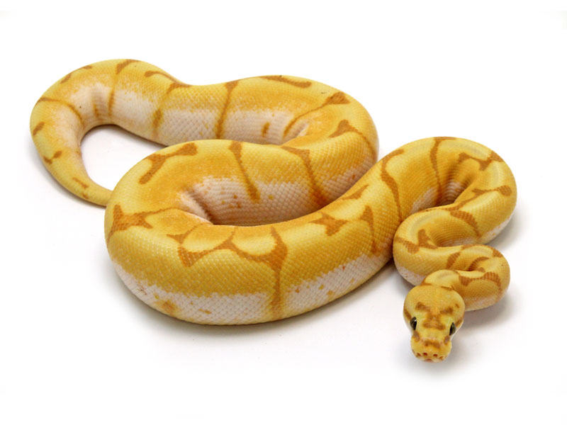 Banana Enchi Spider – Markus Jayne Ball Pythons