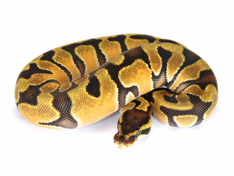 stuffed ball python