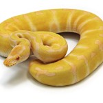 ball python, albino-enchi