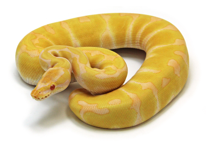 ball python, albino-enchi
