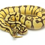 Ball Python, Enchi Firefly morph