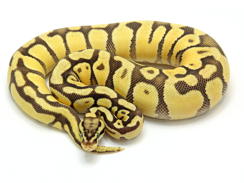 Ball Python, Enchi Firefly morph
