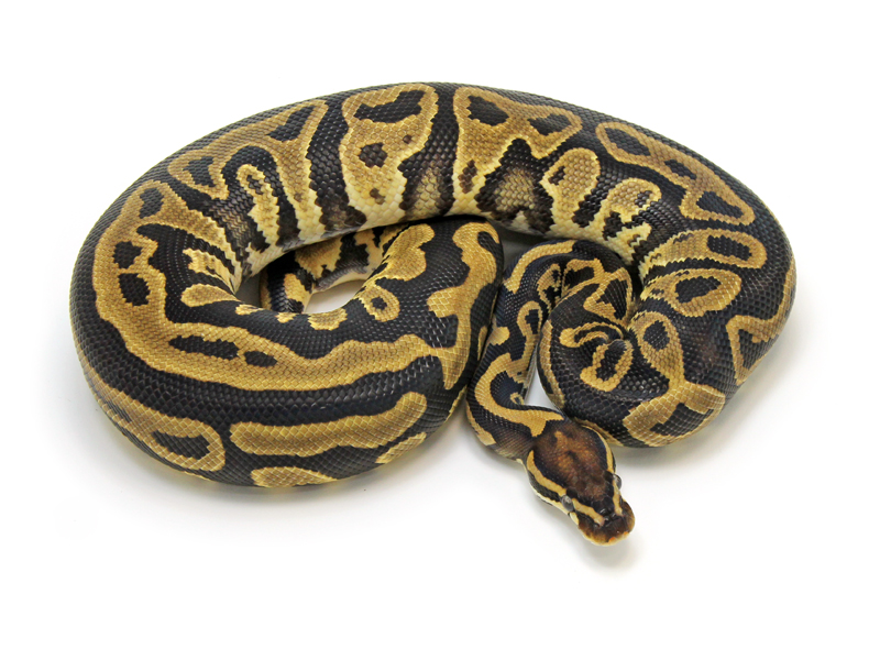 Ball Python, Leopard morph