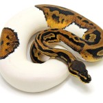 Ball Python, Piebald Leopard morph