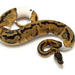 Ball Python, Piebald Low White morph