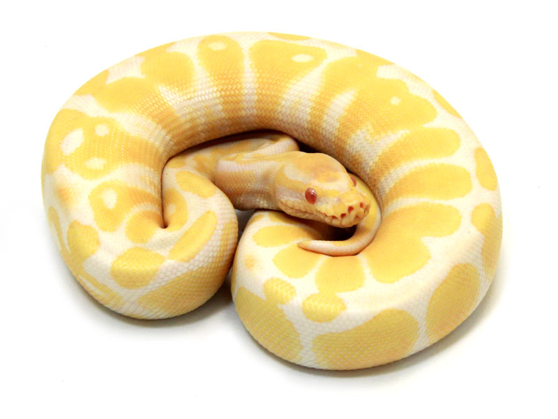 ball python, albino