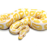 ball python, albino black pastel