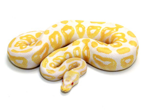 ball python, albino black pastel