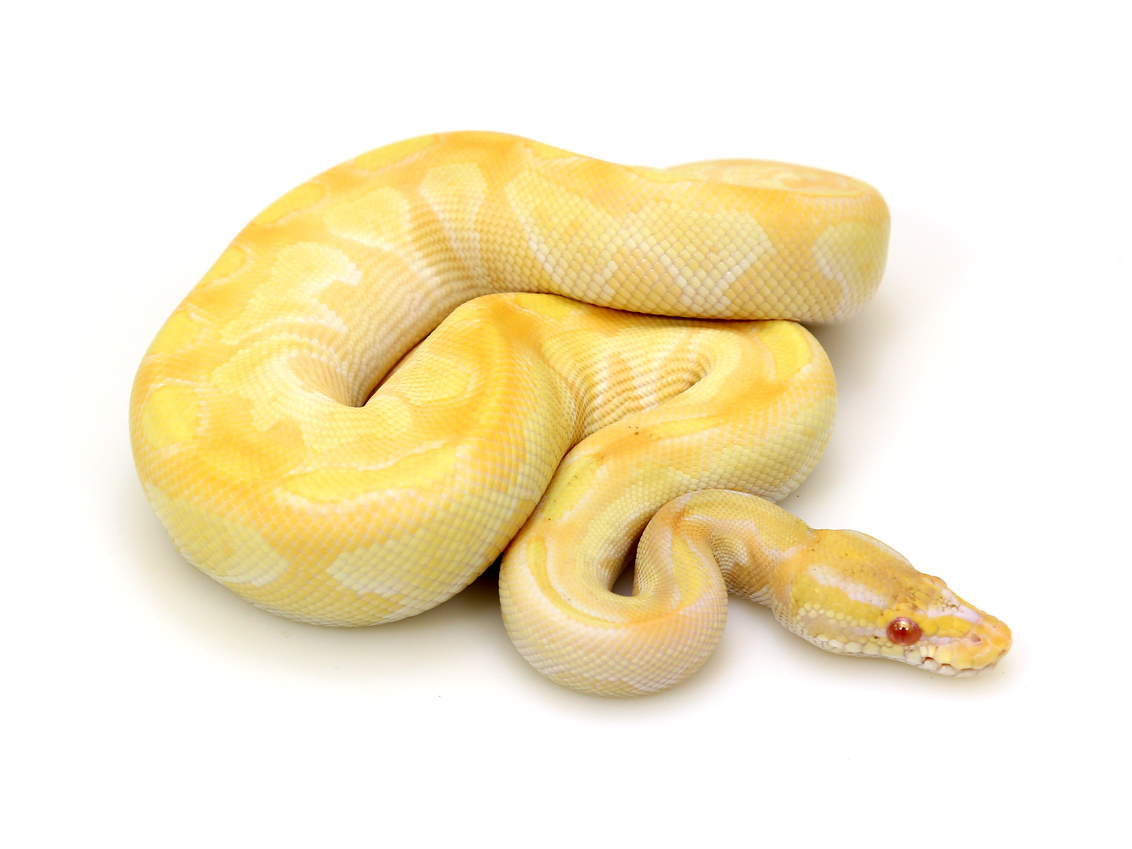 Albino Ball Python - Albino Ball Pythons Are Yellow/Pink/Orange/White Bas.....