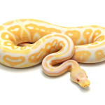 ball python, albino cinnamon