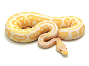 ball python, albino cinnamon