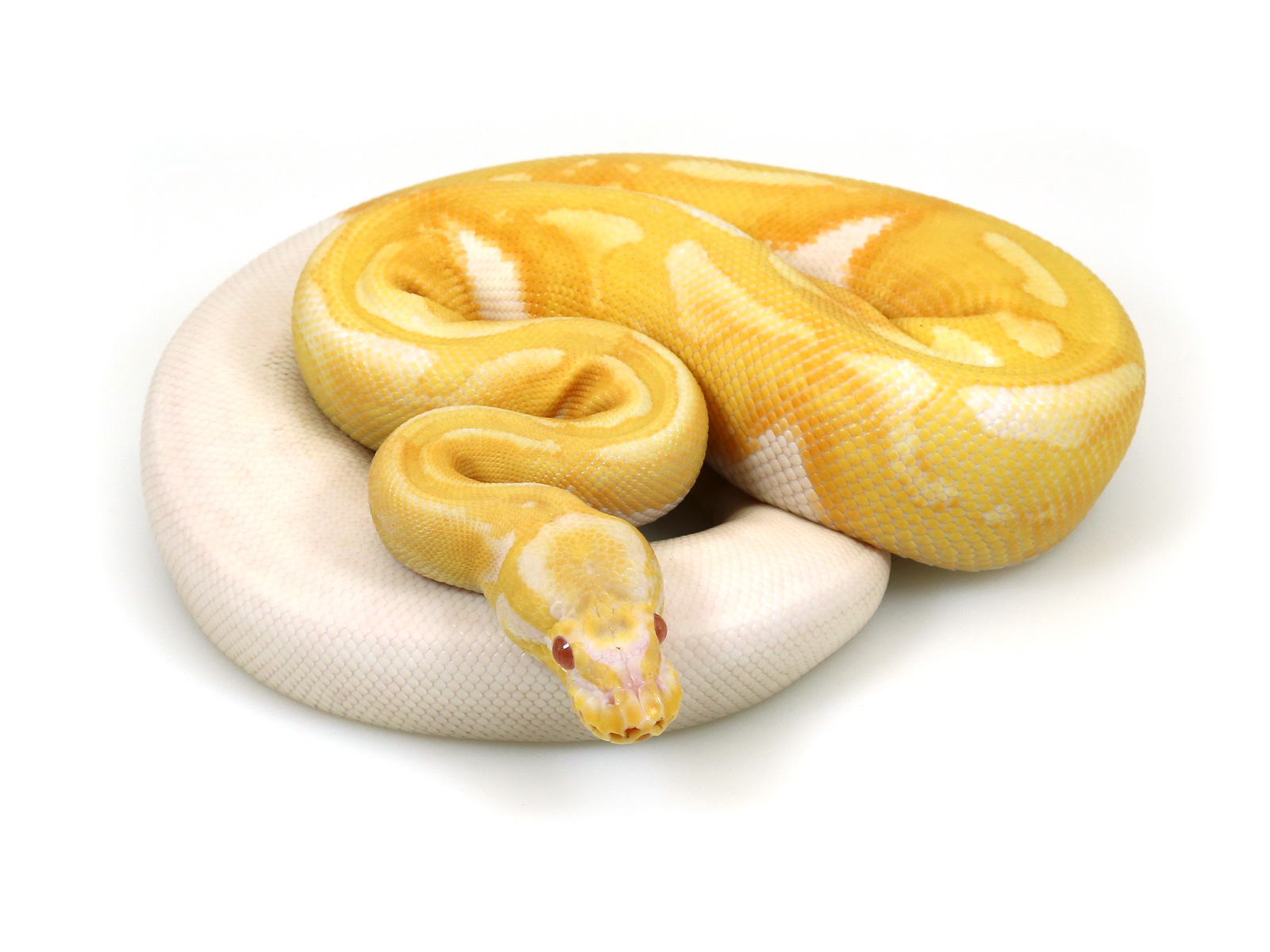 ball python, albino java piebald
