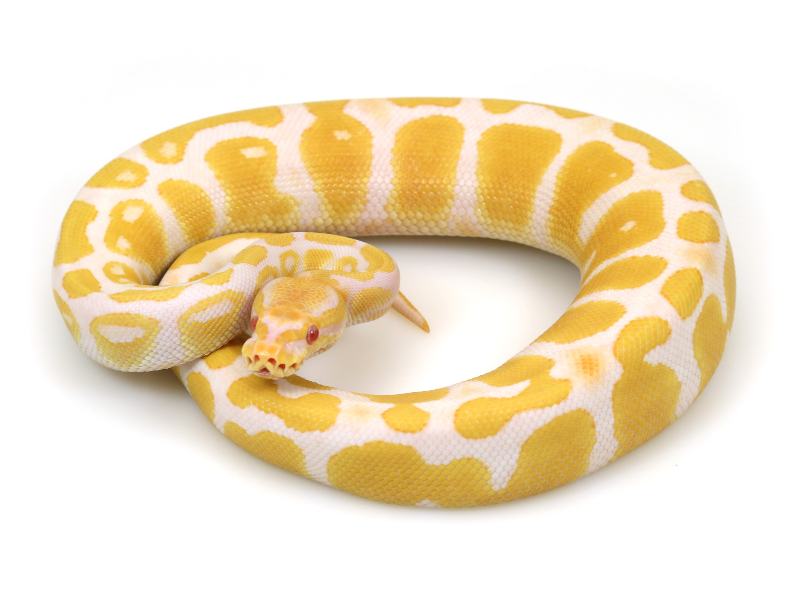 ball python, albino java