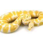 ball python, albino pastel