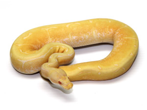 ball python, albino spider