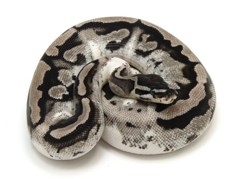 ball python, axanthic piebald low white
