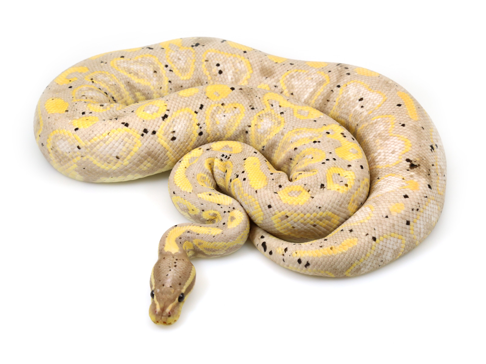 Banana pastel ball python