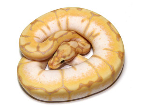 Banana-enchi-spider – Markus Jayne Ball Pythons