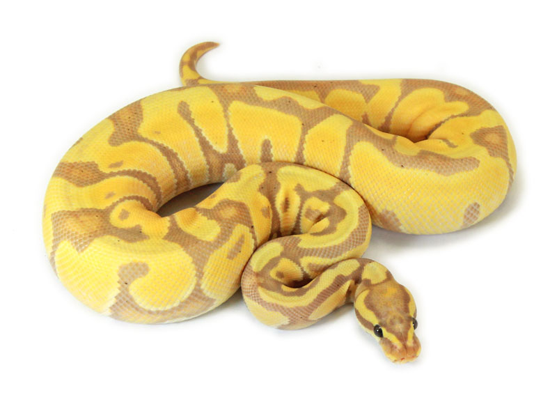ball python, banana enchi