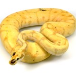 ball python, banana leopard spider