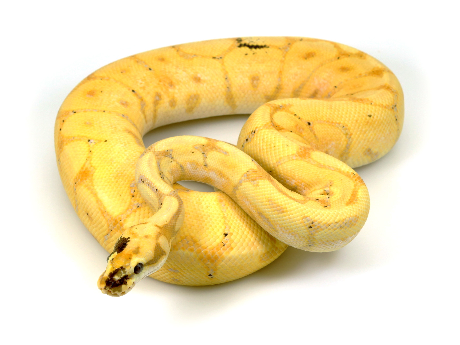 ball python, banana leopard spider