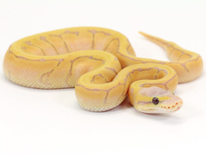 Ball Python, Banana Pastel Pinstripe morph