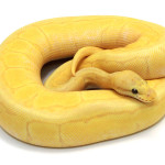 ball python, banana pastel pinstripe