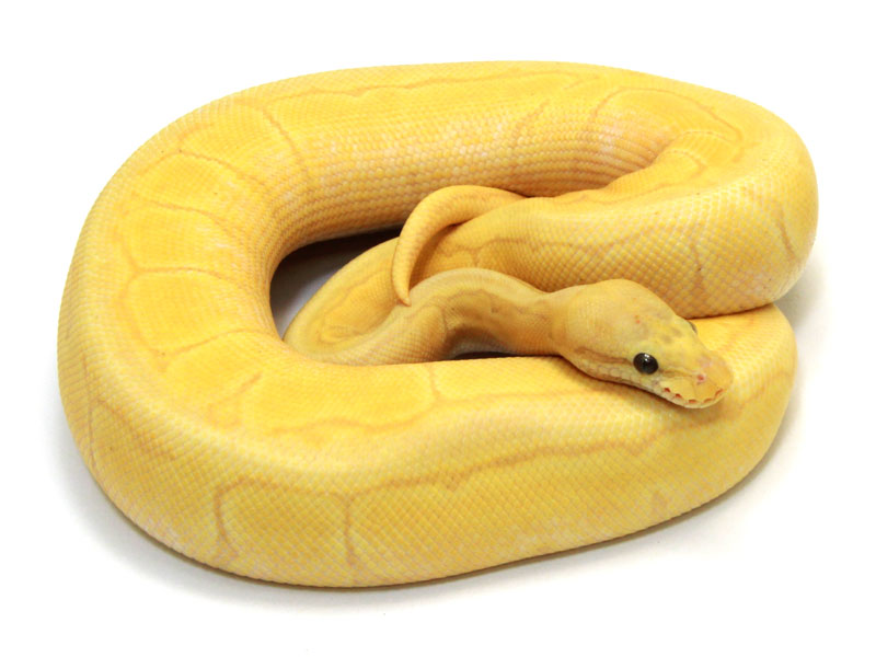 ball python, banana pastel pinstripe