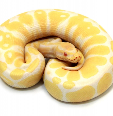 Albino