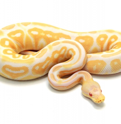 Albino Cinnamon