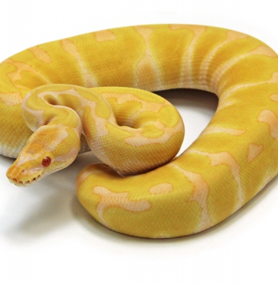 Albino Enchi