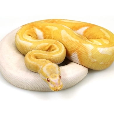 Albino Java Piebald