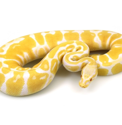 Albino Pastel