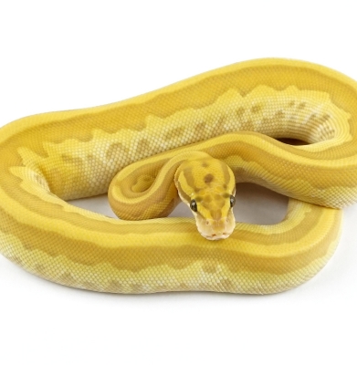 Banana Leopard Lesser Pastel