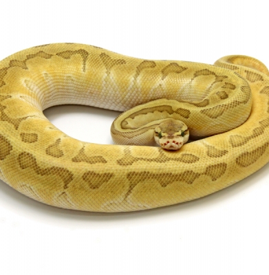 Butter Enchi Pastel Pinstripe