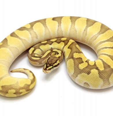 Butter Pastel Enchi