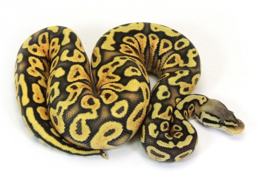Citrus Pastel Yellow Belly Ghost