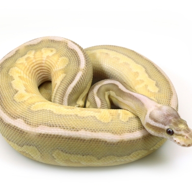 Desert Ghost Butter Cinnamon Pastel