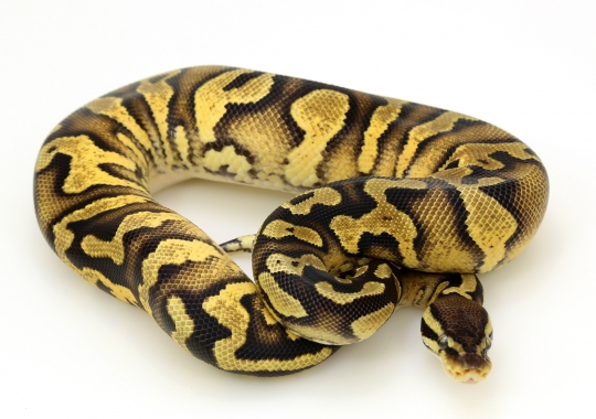 Java Enchi Yellow Belly