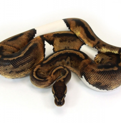 Java Piebald