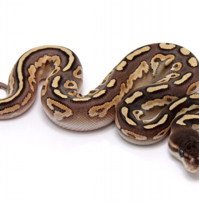 Mojave Cinnamon Enchi