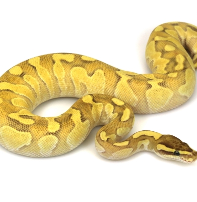 Orange Dream Lesser Pastel Enchi