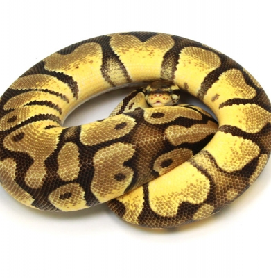 Pastel Enchi