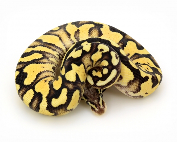 Pastel Yellow Belly