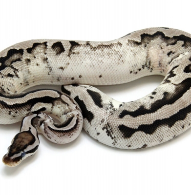 Axanthic Pastel Piebald