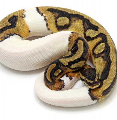 Piebald