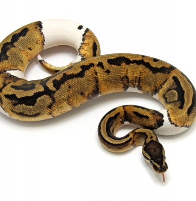 Piebald Low White