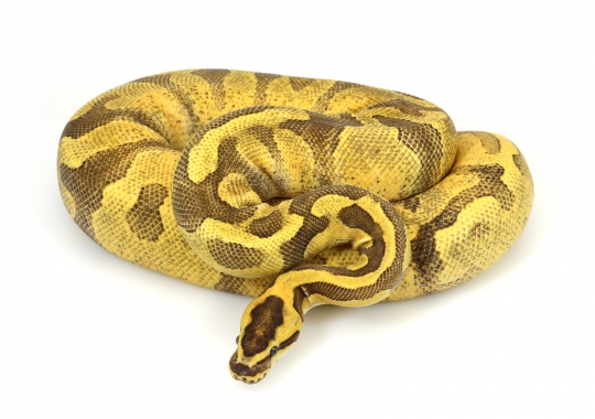 Super Enchi Yellow Belly Fire