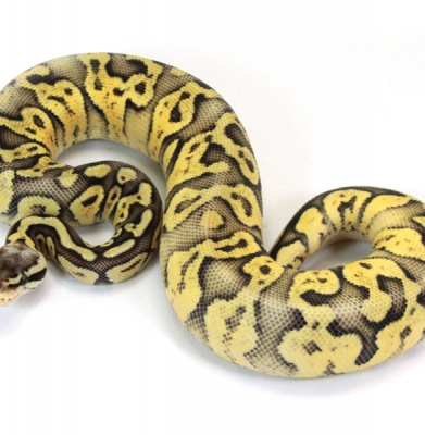 Super Pastel Yellow Belly