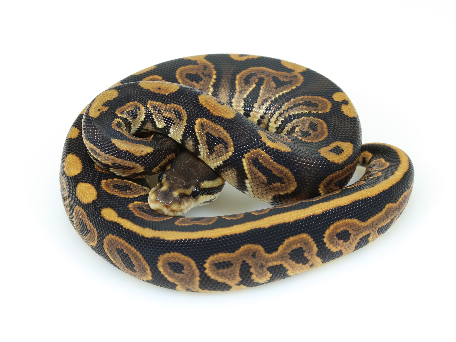 ball python, black pastel